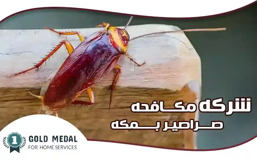 شركة مكافحة الصراصير بمكة